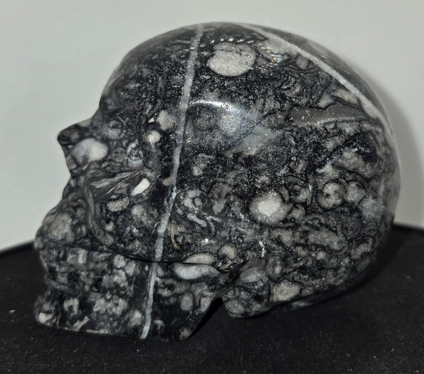 Shell Stone Skull