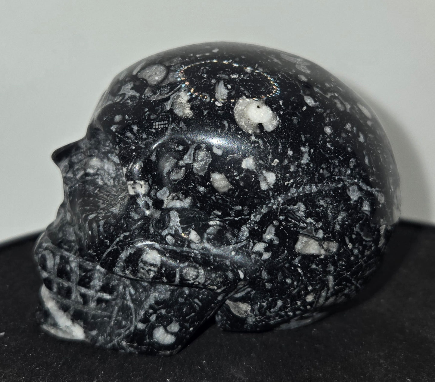 Shell Stone Skull