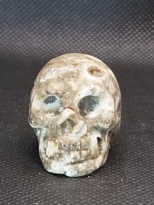 Coral Fossil Skull