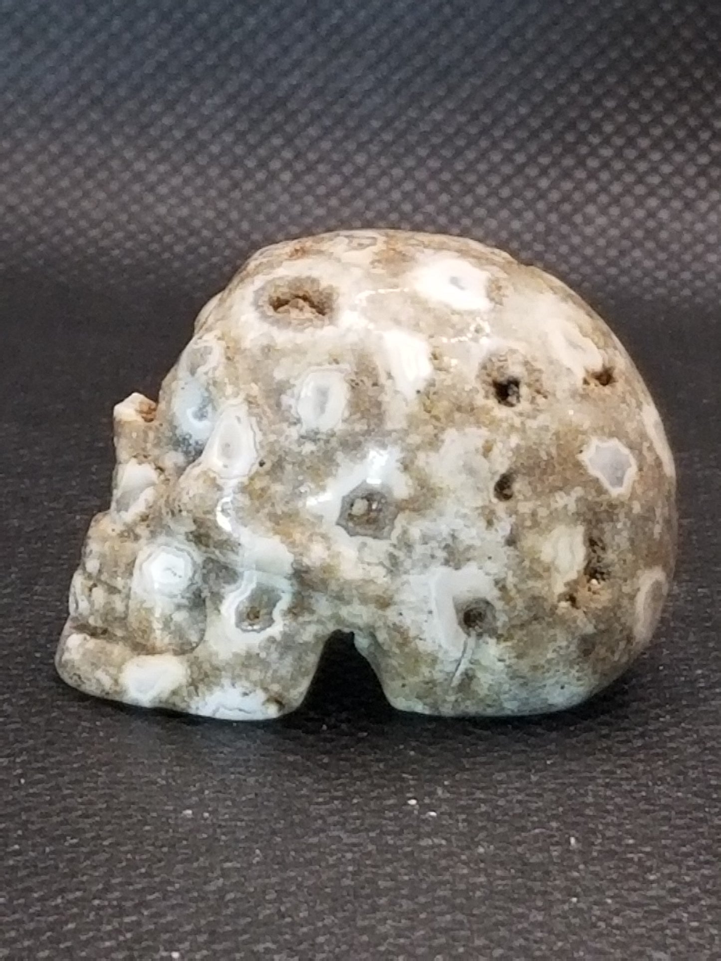 Coral Fossil Skull