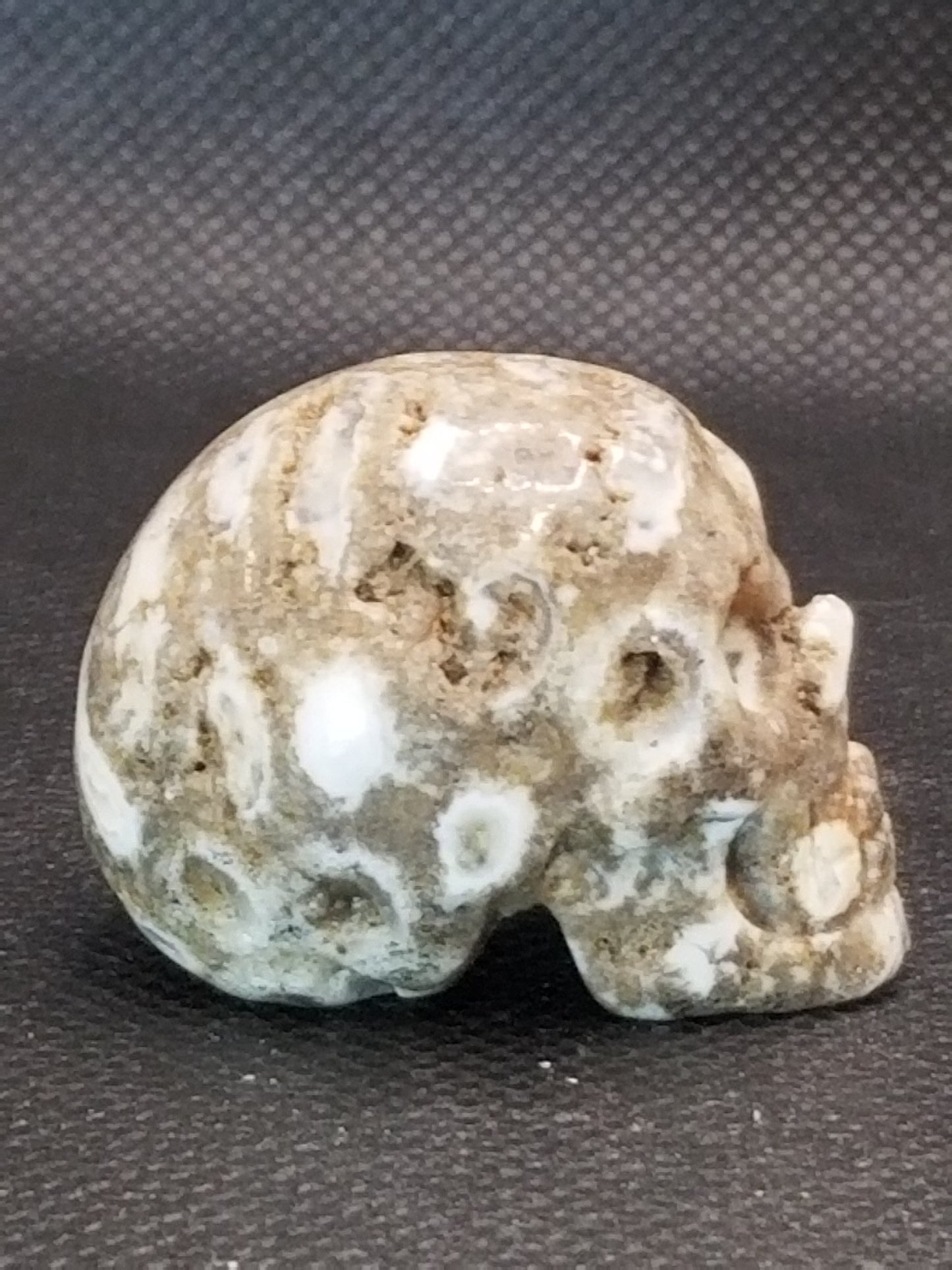 Coral Fossil Skull