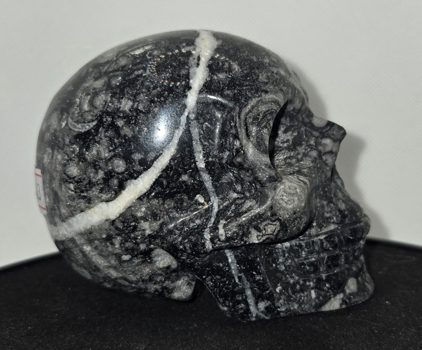 Shell Stone Skull