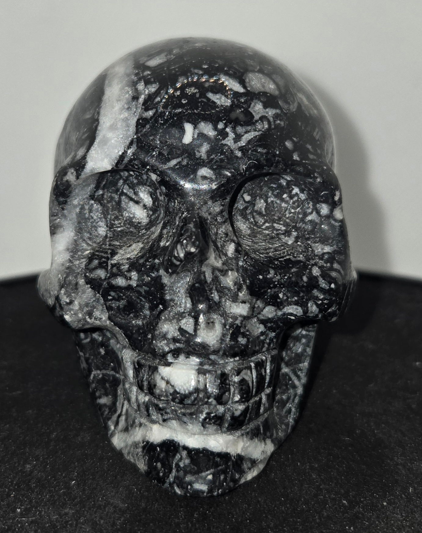 Shell Stone Skull