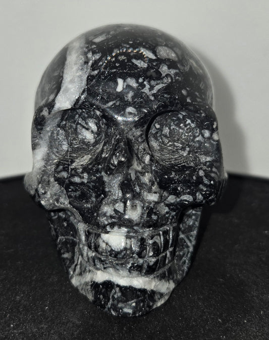 Shell Stone Skull