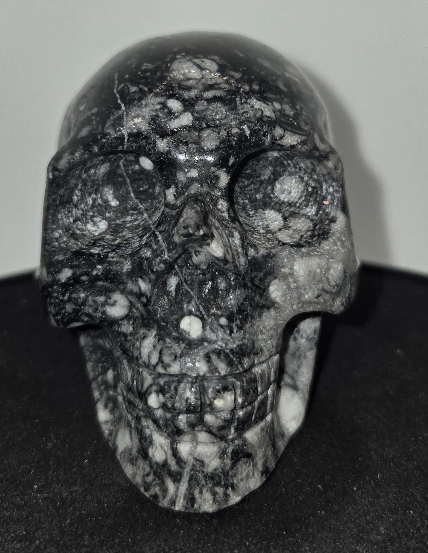 Shell Stone Skull