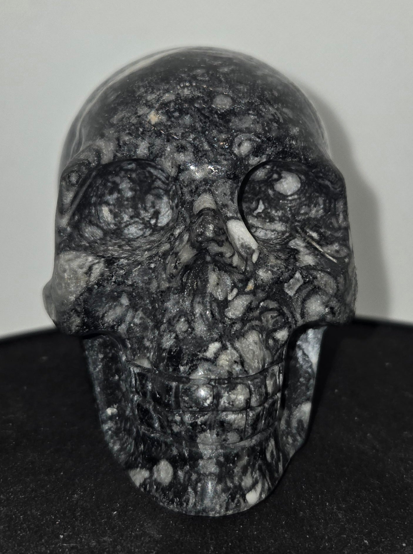 Shell Stone Skull