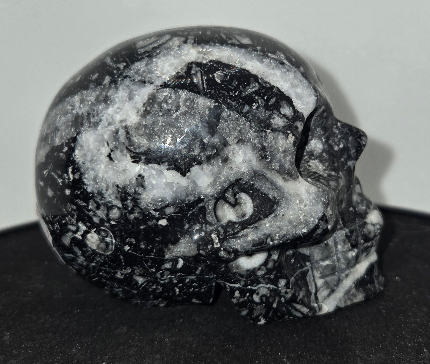 Shell Stone Skull